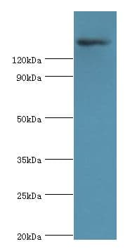 CARMA1 / CARD11 Antibody (aa985-1154)