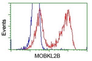 MOBKL2B / MOB3B Antibody (clone OTI1F9)