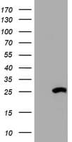 HSD17B8 / RING2 Antibody (aa57-261, clone OTI2E12)