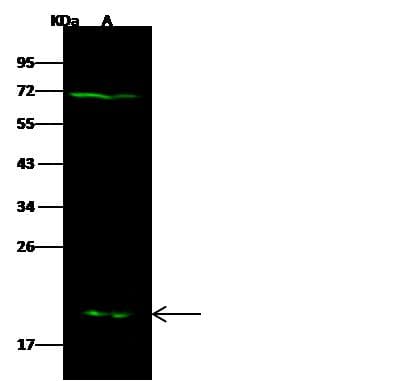 GSTM5-5 / GSTM5 Antibody (Preservative Free)