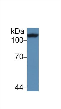CORIN Antibody (aa533-634, PE)