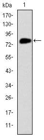 MCM2 Antibody (clone 2B3)