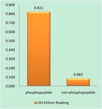 GRIN1 / NMDAR1 Antibody (phospho-Ser890)
