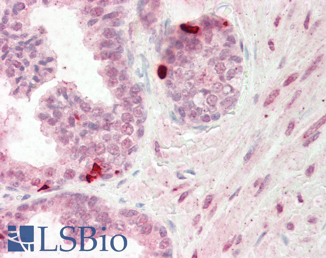PCGF5 Antibody (N-Terminus)