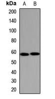 CYP1A2 Antibody