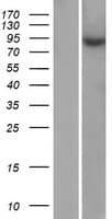 Human ZNF786 Protein (Over-Expression Lysate Myc-DDK (Flag))