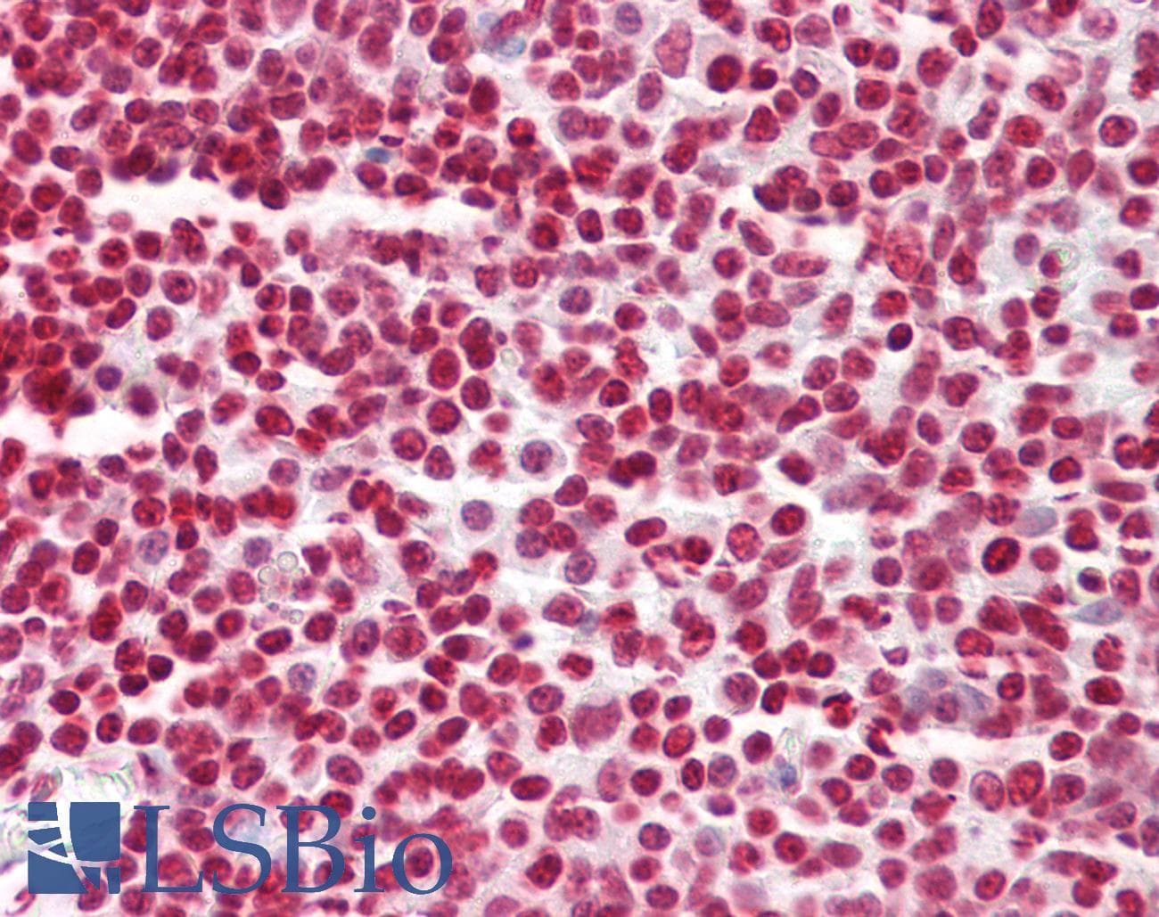 IHC-plus™ Histone H2B Antibody (aa1-50)