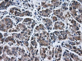 IFIT3 Antibody (clone OTI1G1, Carrier-free)