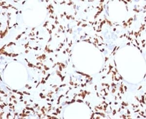Histone Antibody (clone 1415-1)