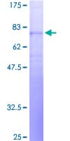 Human NPY5R Protein (Recombinant GST)