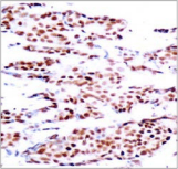 JUN / c-Jun Antibody