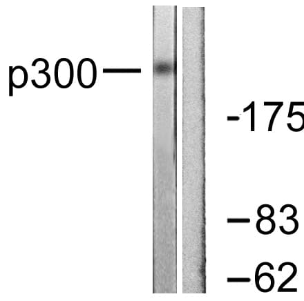 PathPlus™ EP300 / p300 Antibody (aa1-50)