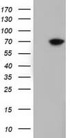 EPM2AIP1 Antibody (clone OTI2G3)