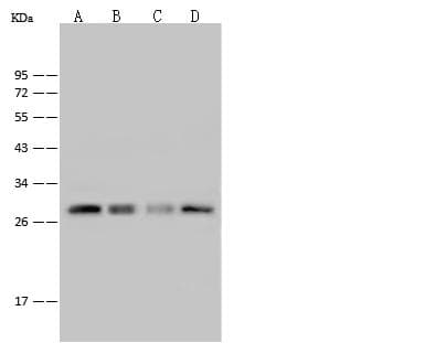 PRDX4 / Peroxiredoxin 4 Antibody (Preservative Free)