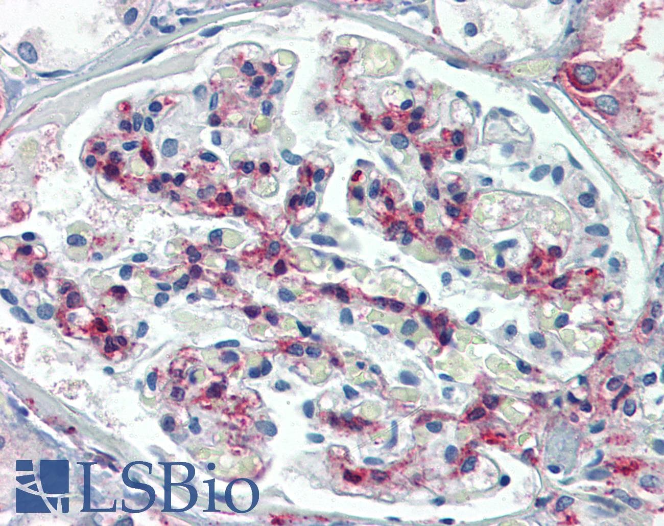 IHC-plus™ METTL7B Antibody