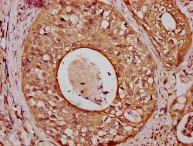 Polyclonal Rabbit anti-Human CGN / Cingulin Antibody (IHC)