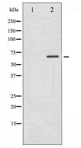 Polyclonal Rabbit anti-Human STK11 / LKB1 Antibody (phospho-Thr189, WB)