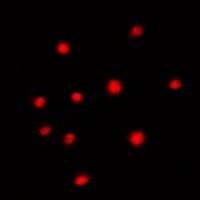 MED23 / SUR2 Antibody (N-Terminus)