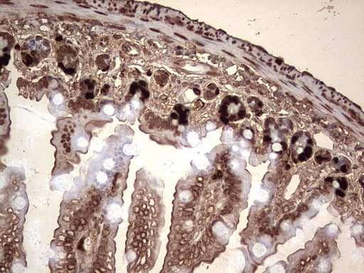 BrdU Antibody (clone 7H5)