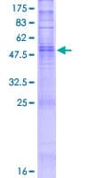 Human OR10K2 Protein (Recombinant GST)