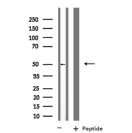 KCNG2 Antibody