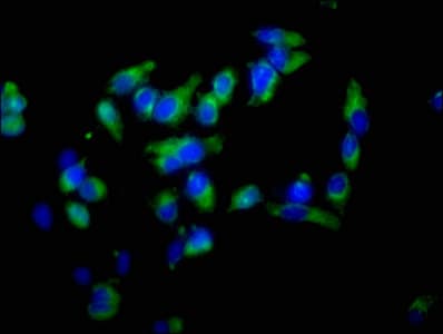 EZR / Ezrin Antibody