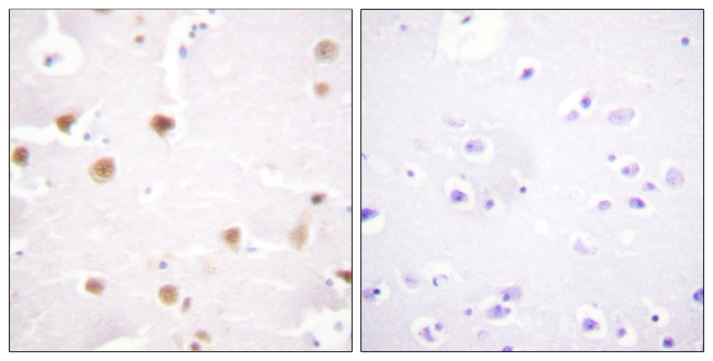 JUN / c-Jun Antibody (aa221-270)