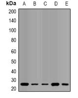 QDPR / DHPR Antibody