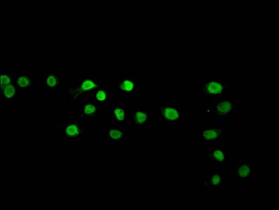Polyclonal Rabbit anti-Human HIST1H2BN Antibody (IF)
