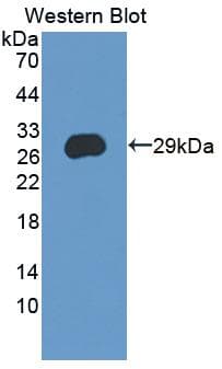 CRISP3 Antibody (aa21-243, PE)