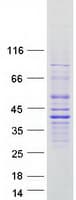 Human FAM166A Protein (Recombinant Myc-DDK (Flag))