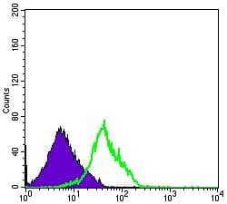 Monoclonal Mouse anti-Human KLRD1 / CD94 Antibody (clone 1H1, WB)