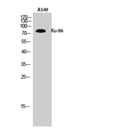 XRCC5 / Ku80 Antibody (410-490 aa, Internal)
