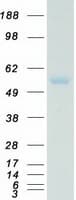 Human SMAD2 Protein (Recombinant Myc-DDK (Flag))