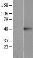 Human CREB3 / LZIP Protein (Over-Expression Lysate Myc-DDK (Flag))
