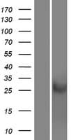CRISP1 Protein (Over-Expression Lysate Myc-DDK (Flag))
