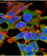 LGI1 Antibody (clone S283-7)