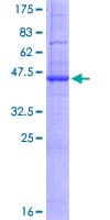 Human RNF183 Protein (Recombinant GST)