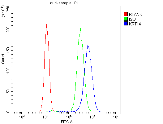 KRT14 / CK14 / Cytokeratin 14 Antibody