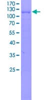 Human THEMIS / SPOT Protein (Recombinant GST)
