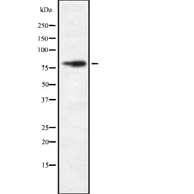 FASTKD2 Antibody