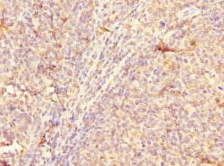 CD300A Antibody