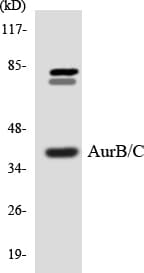 Polyclonal Rabbit anti-Human Aurora Kinase B+C Antibody (aa148-197, WB)