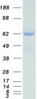 Human SNX2 Protein (Recombinant Myc-DDK (Flag))