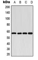 CYP2E1 Antibody (C-Terminus)