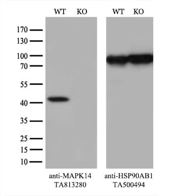 Monoclonal Mouse anti-Human MAPK14 / p38 Antibody (clone OTI7H6, aa2-360, WB)