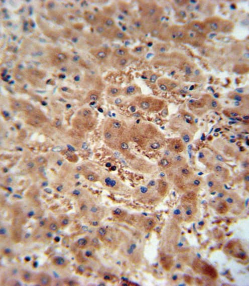 ASAP3 Antibody (aa26-54)