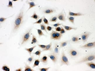 PRDX4 / Peroxiredoxin 4 Antibody