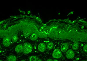 IHC-plus™ Polyclonal Rabbit anti-Bovine Ubiquitin Antibody (IHC, IF, WB)