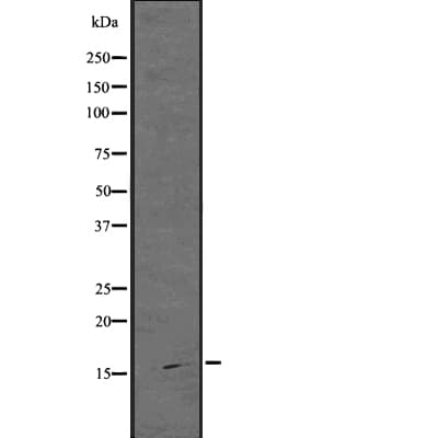 ARPC5 / p16-Arc Antibody